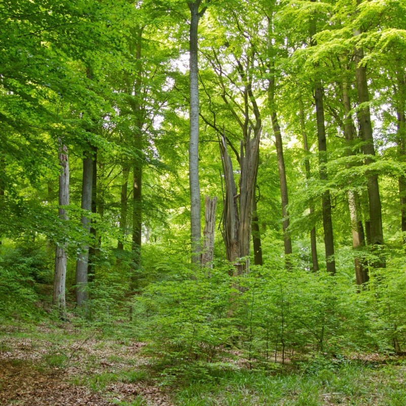Wald