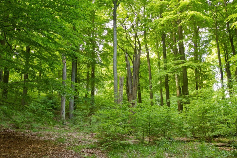 Wald